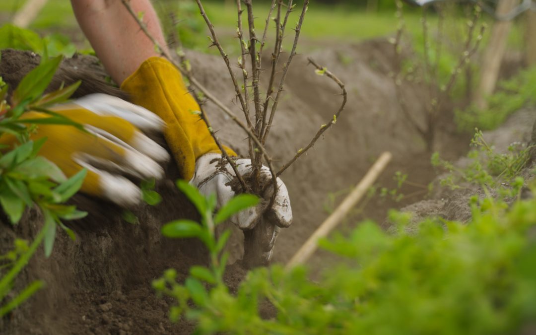 Eerste aanplant pilotproject agroforestry