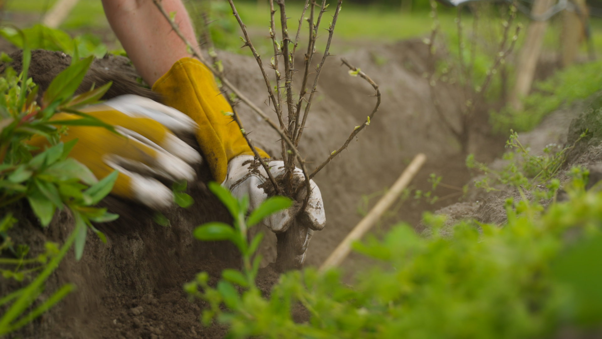 Werknemers die bomen en gewassen planten in een nieuw agroforestry-systeem, een directe toepassing van duurzame landbouw op locatie.