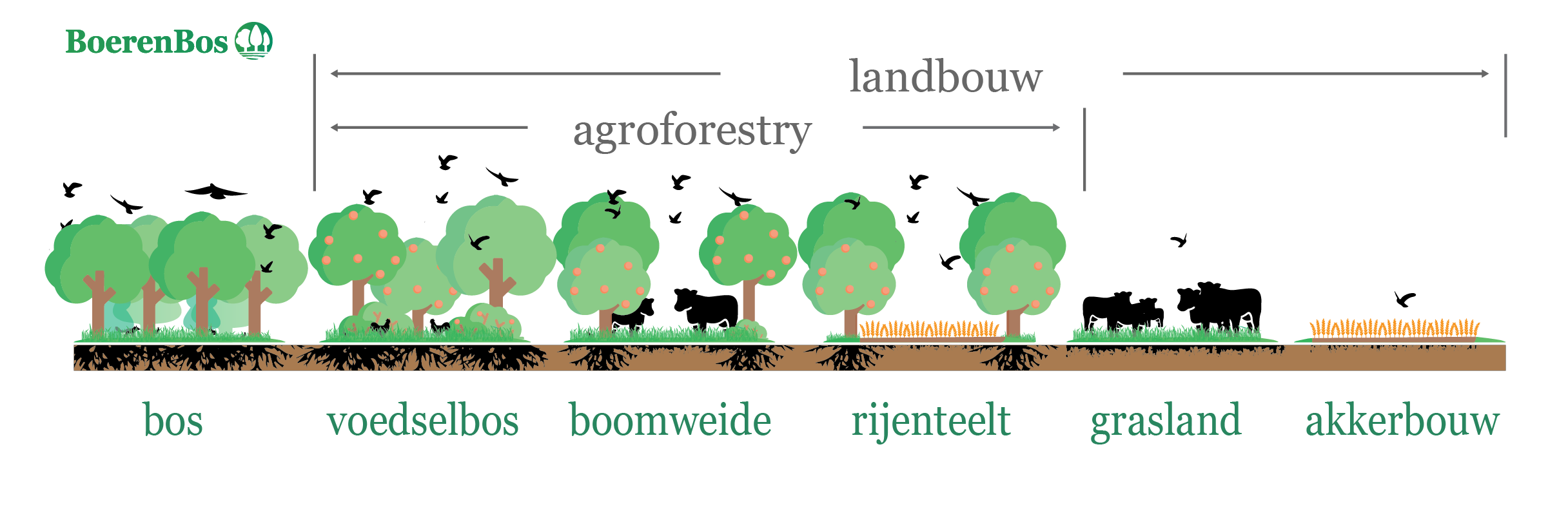 Wat is agroforestry? Diagram dat de diverse vormen van agroforestry toont, zoals silvopasture, alley cropping en boslandbouw, met illustraties van gewassen en bomen die harmonieus samenwerken